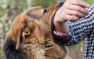Dog Bites Liability Oshawa, Ajax, Pickering, Whitby, Durham Region